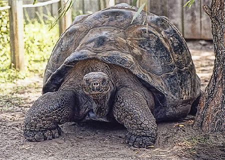 Tortuga gigante Islas Galápagos